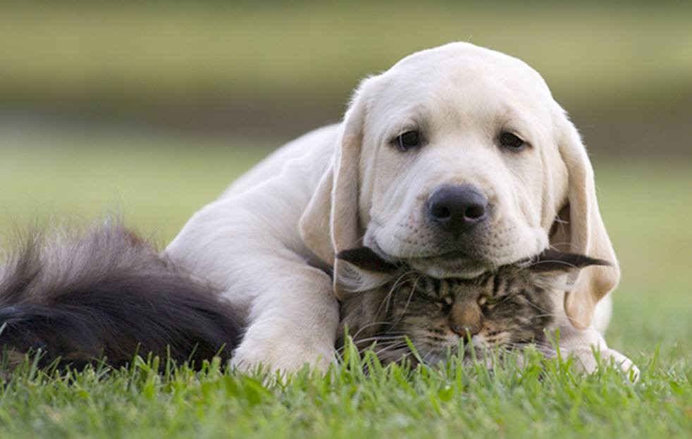 magnetoterapia veterinaria